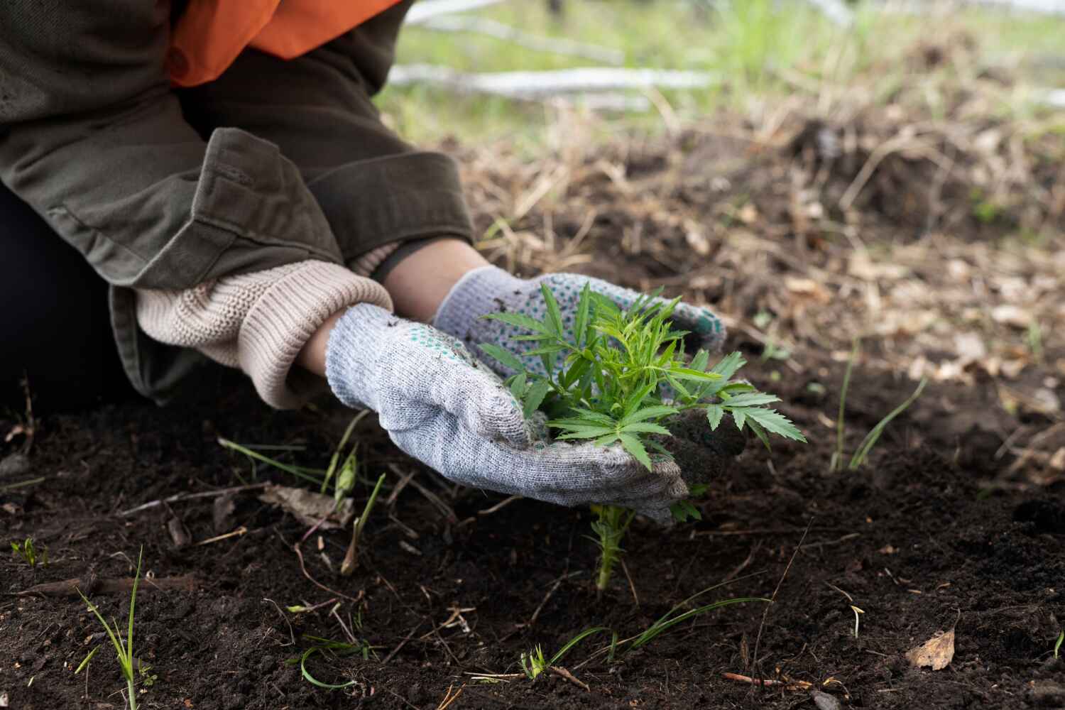 Best Dead Tree Removal  in Lake Hamilton, FL